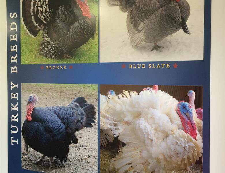 Turkey Breeds signage